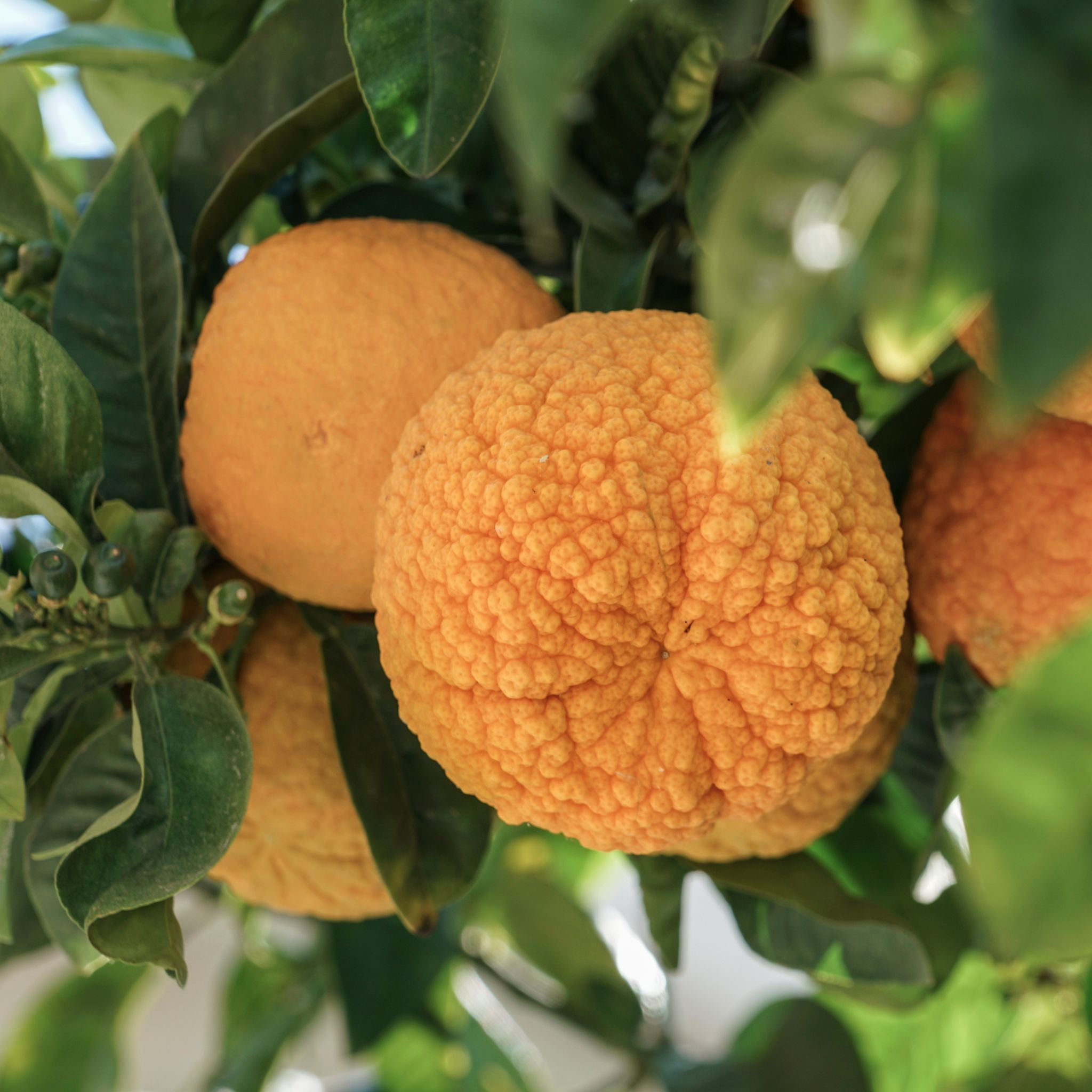 Bitter Orange