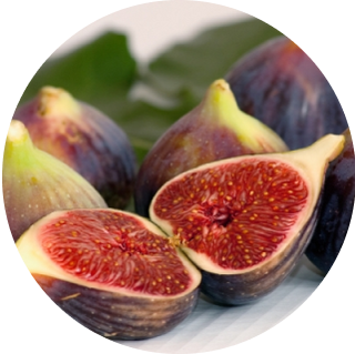 fig.png